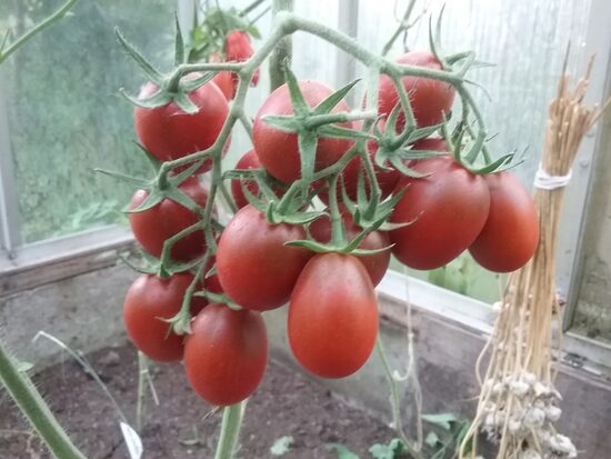 Шоколадная Капля